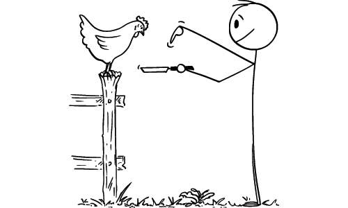 Illustration of Chef Asking a Chicken for Help